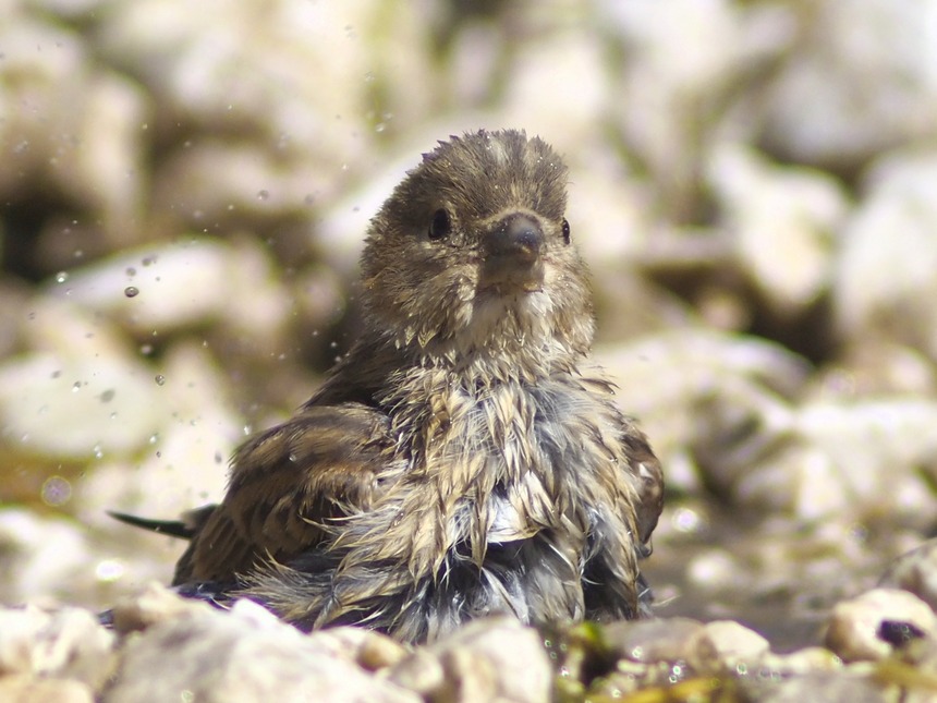 carrellata di Fanelli